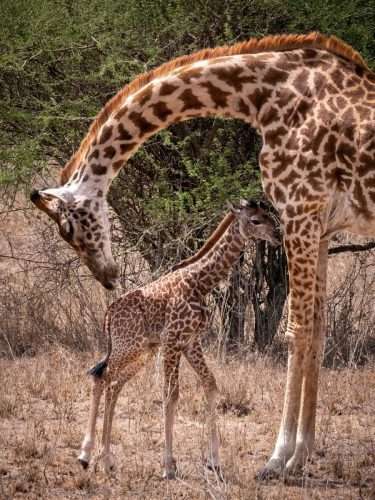 africa kenya safaris 2 scaled