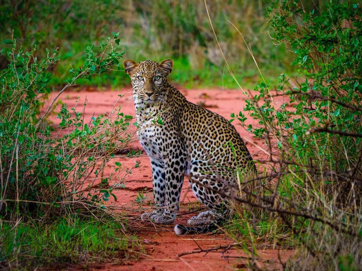 Kenya 17044 Edit scaled