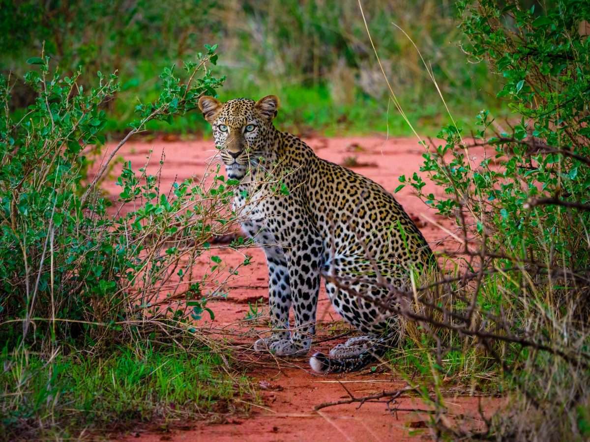 Leopard at Tsavo West National Park in Kenya Book Kenya safaris from Nairobi and Diani beach with Africa Kenya Safaris scaled
