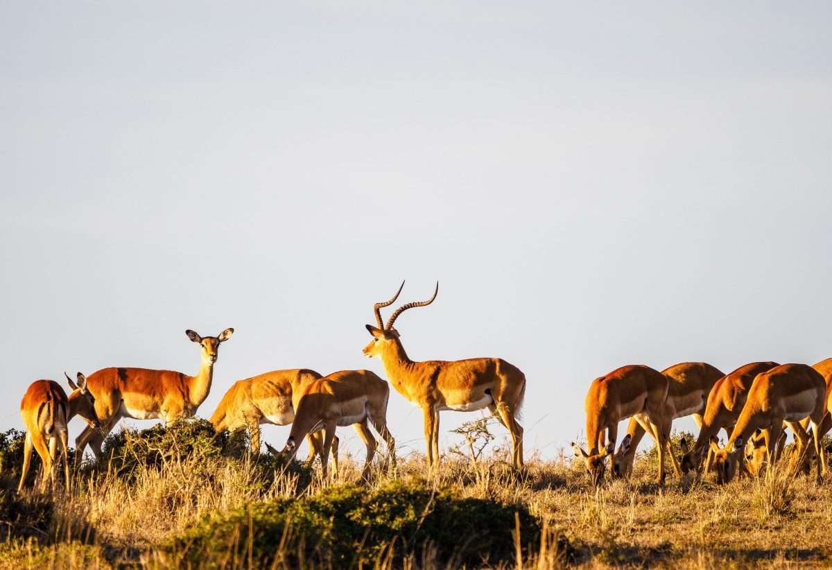 Masai Mara National Reserve wildlife safaris Africa Kenya Safaris 17 scaled