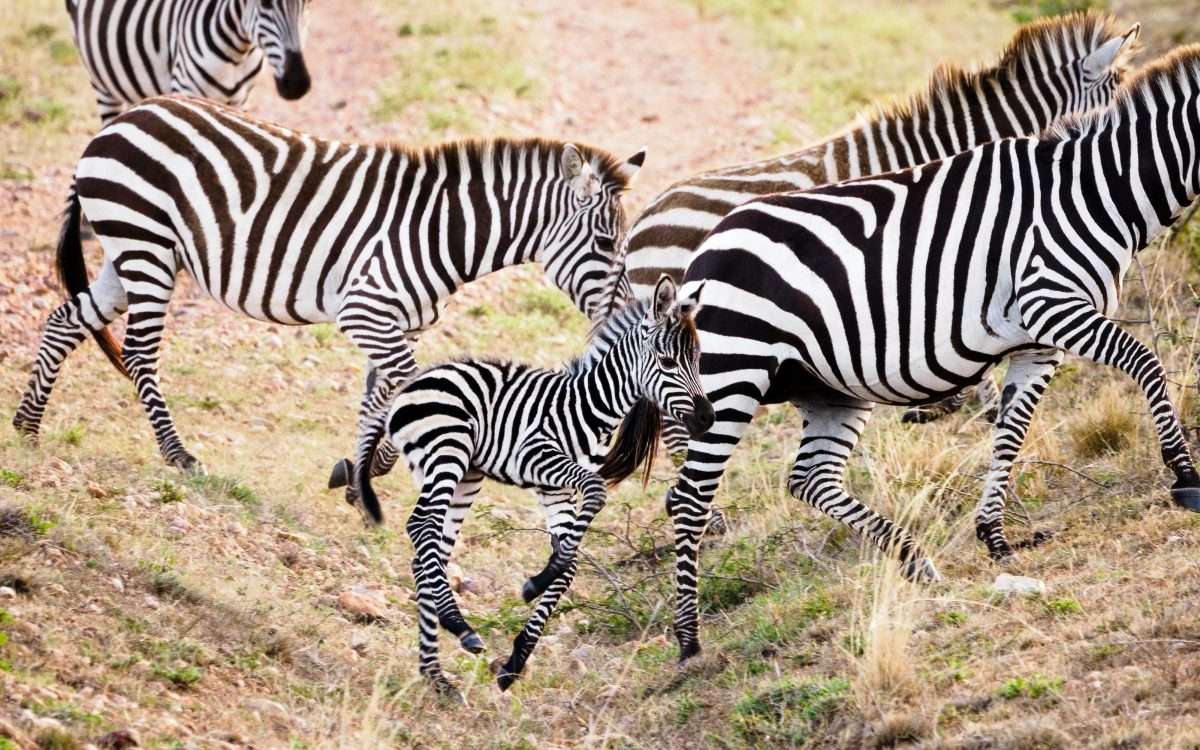 Masai Mara National Reserve wildlife safaris Africa Kenya Safaris 2 scaled