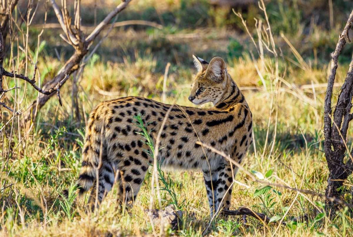 Masai Mara National Reserve wildlife safaris Africa Kenya Safaris 8 scaled