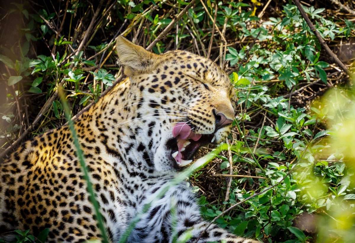 Masai Mara wildlife safaris Africa Kenya Safaris 1 scaled