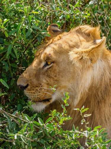 Masai Mara wildlife safaris Africa Kenya Safaris 11