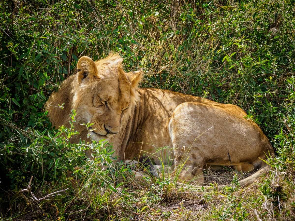 Masai Mara wildlife safaris Africa Kenya Safaris 13 scaled