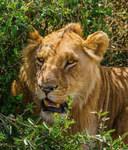 Masai Mara wildlife safaris Africa Kenya Safaris 14