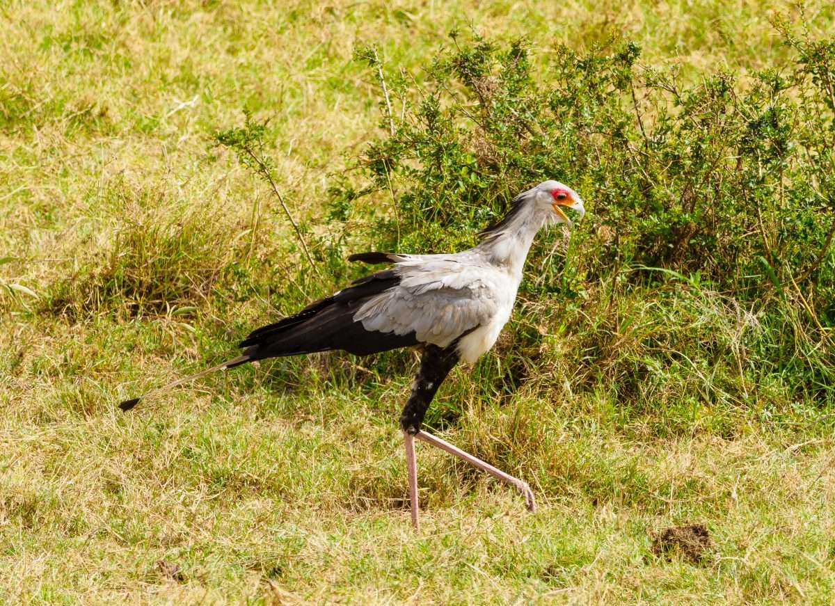 Masai Mara wildlife safaris Africa Kenya Safaris 16 scaled