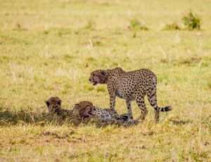 Masai Mara wildlife safaris Africa Kenya Safaris 22 scaled