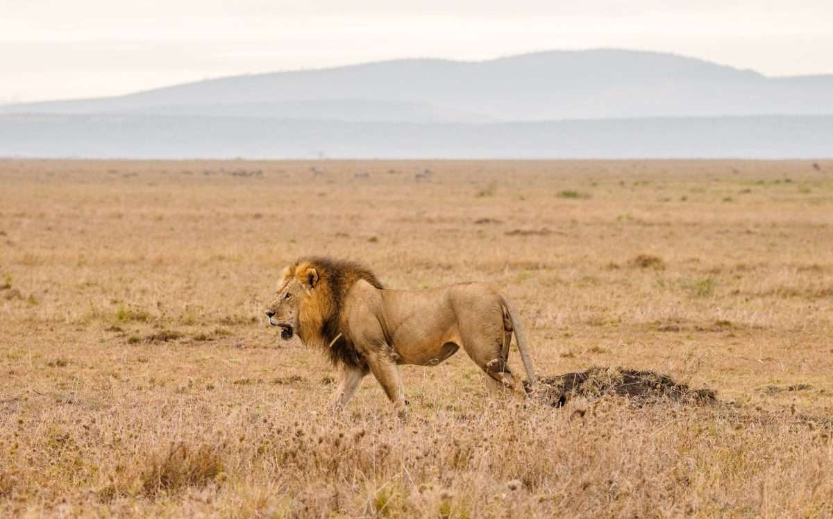 Masai National Reserve wildlife safaris Africa Kenya Safaris 4 scaled