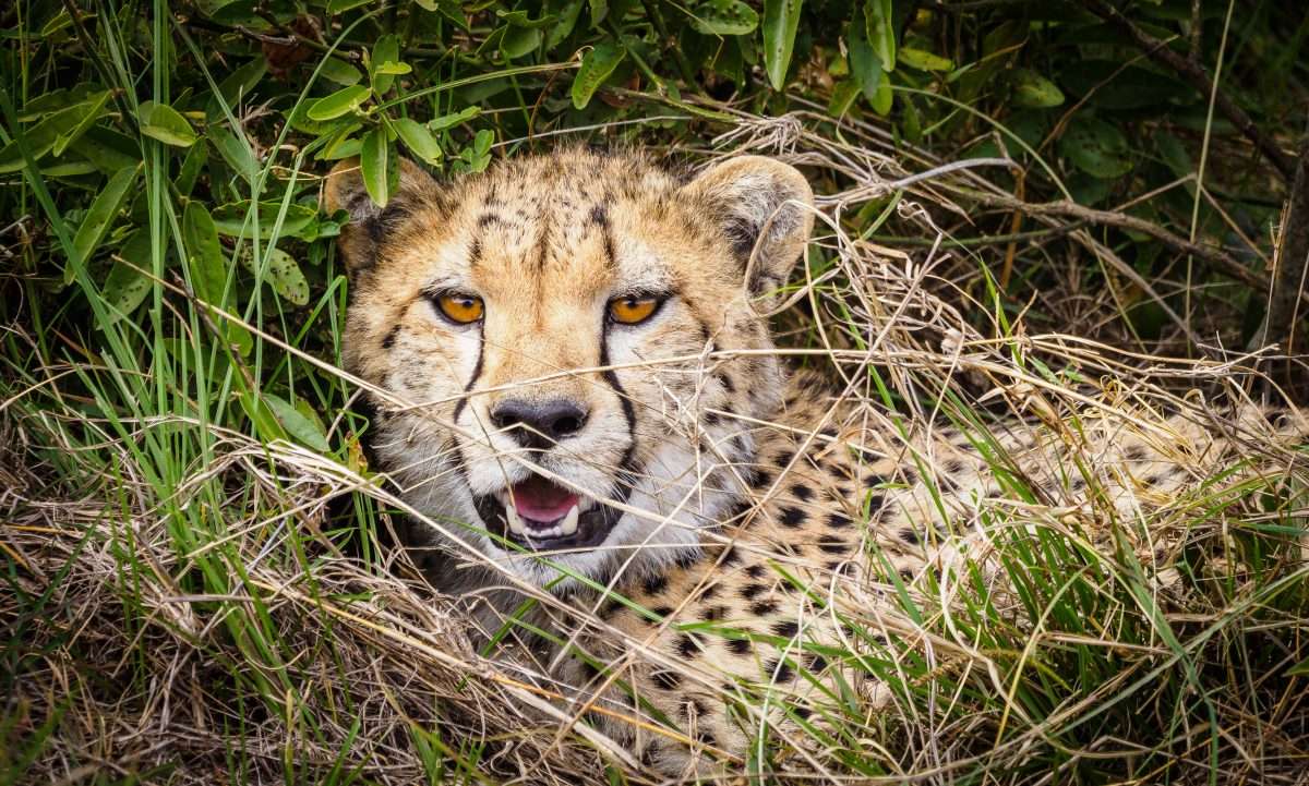 Masai National Reserve wildlife safaris with Africa Kenya Safaris