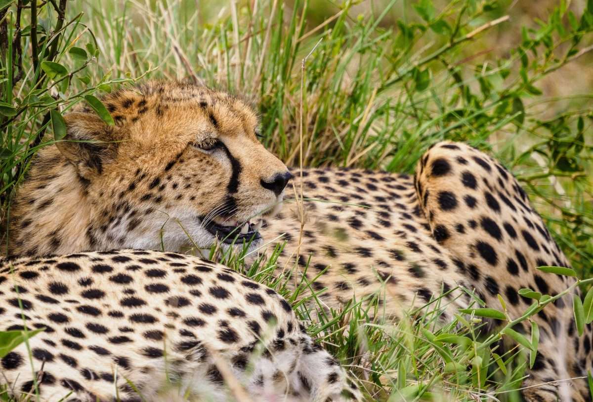 Masai National Reserve wildlife safaris Africa Kenya Safaris 7 scaled