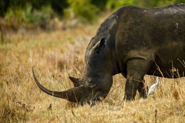 Rhino River Camp Meru National Park in Kenya Africa Kenya Safaris 111
