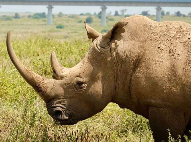 Rhino at Nairobi National Park in Kenya - book your Nairobi day excursion with Africa Kenya Safaris