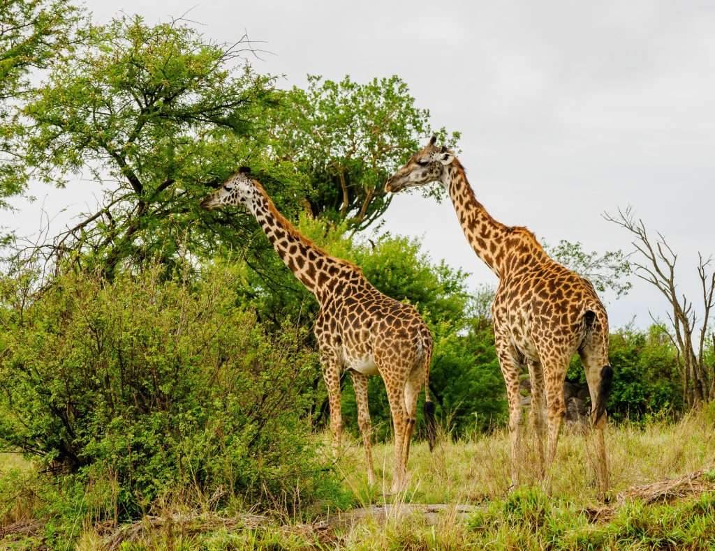 Serengeti National Park Tanzania Book best Kenya safaris Tanzania safaris and Africa safari holidays with Africa Kenya Safaris 121 scaled