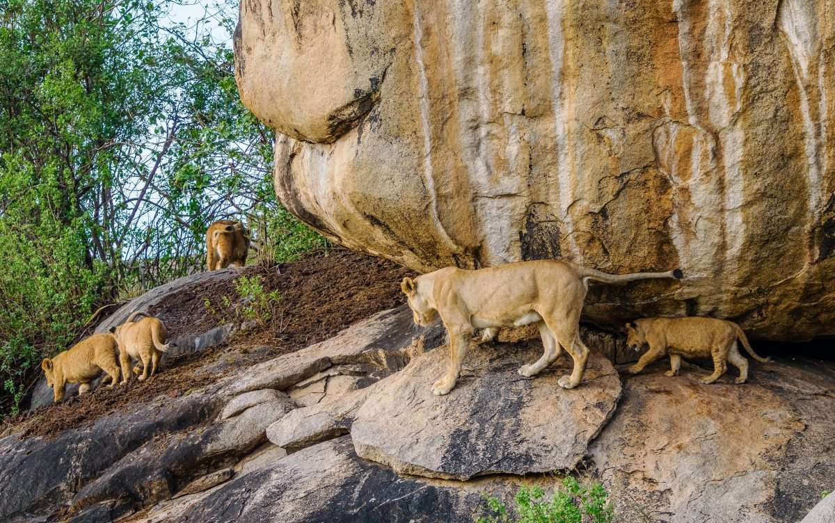 Serengeti National Park Tanzania Book best Kenya safaris Tanzania safaris and Africa safari holidays with Africa Kenya Safaris 27 scaled Serengeti National Park Tanzania Book best Kenya safaris Tanzania safaris and Africa safari holidays with Africa Kenya Safaris 27 scaled