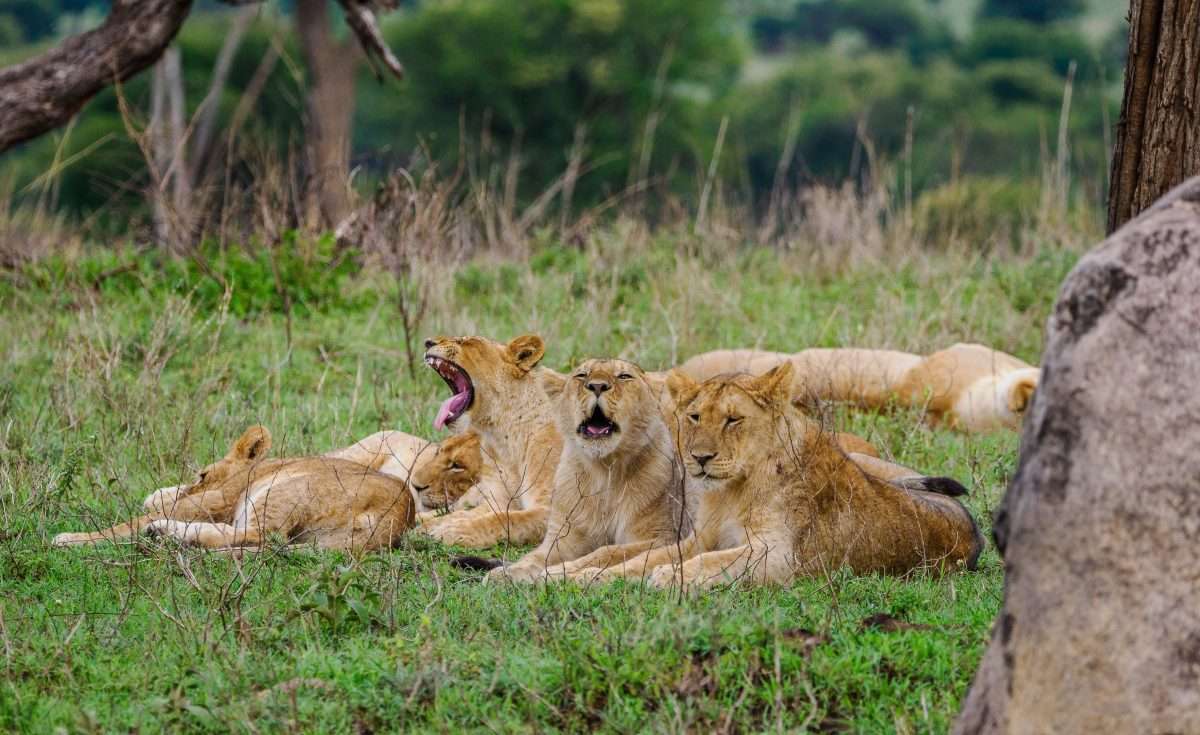Serengeti National Park Tanzania Book best Kenya safaris Tanzania safaris and Africa safari holidays with Africa Kenya Safaris 285 scaled Serengeti National Park Tanzania Book best Kenya safaris Tanzania safaris and Africa safari holidays with Africa Kenya Safaris 285 scaled
