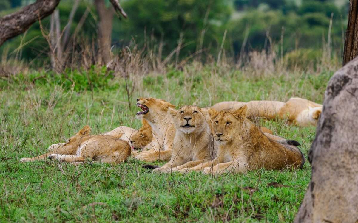 Serengeti National Park Tanzania Book best Kenya safaris Tanzania safaris and Africa safari holidays with Africa Kenya Safaris 286 scaled
