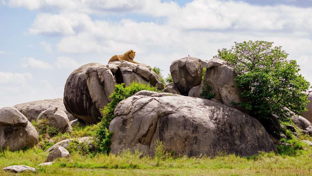 Serengeti National Park Tanzania Book best Kenya safaris Tanzania safaris and Africa safari holidays with Africa Kenya Safaris 293 1 scaled