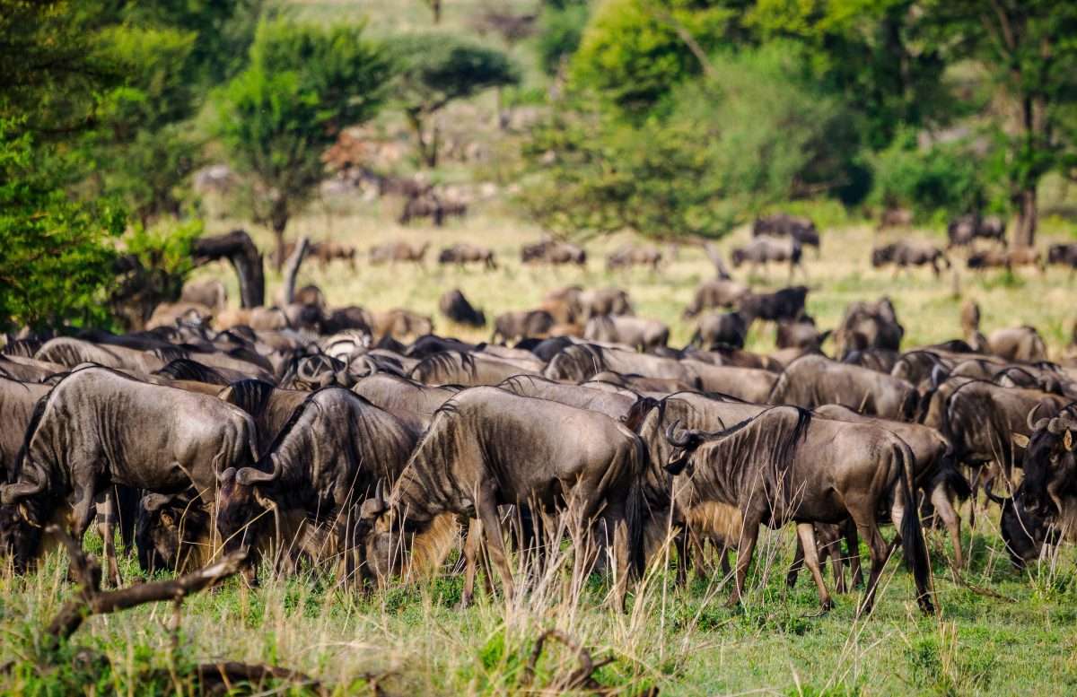 Serengeti National Park Tanzania Book best Kenya safaris Tanzania safaris and Africa safari holidays with Africa Kenya Safaris 52 scaled