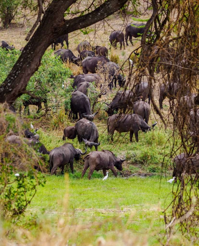 Tarangire National Park Book best Kenya safaris Tanzania safaris and Africa safari holidays with Africa Kenya Safaris 149 scaled