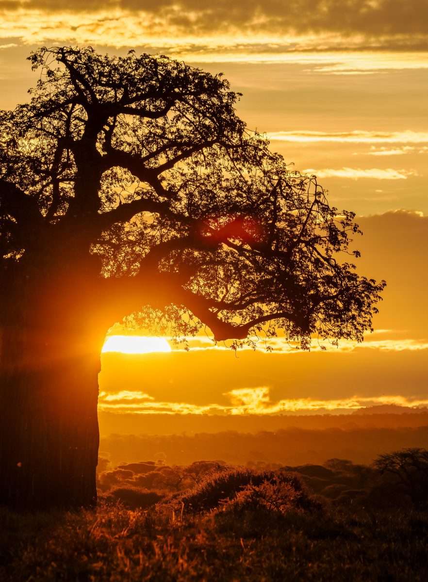 Tarangire National Park Book best Kenya safaris Tanzania safaris and Africa safari holidays with Africa Kenya Safaris 226 scaled