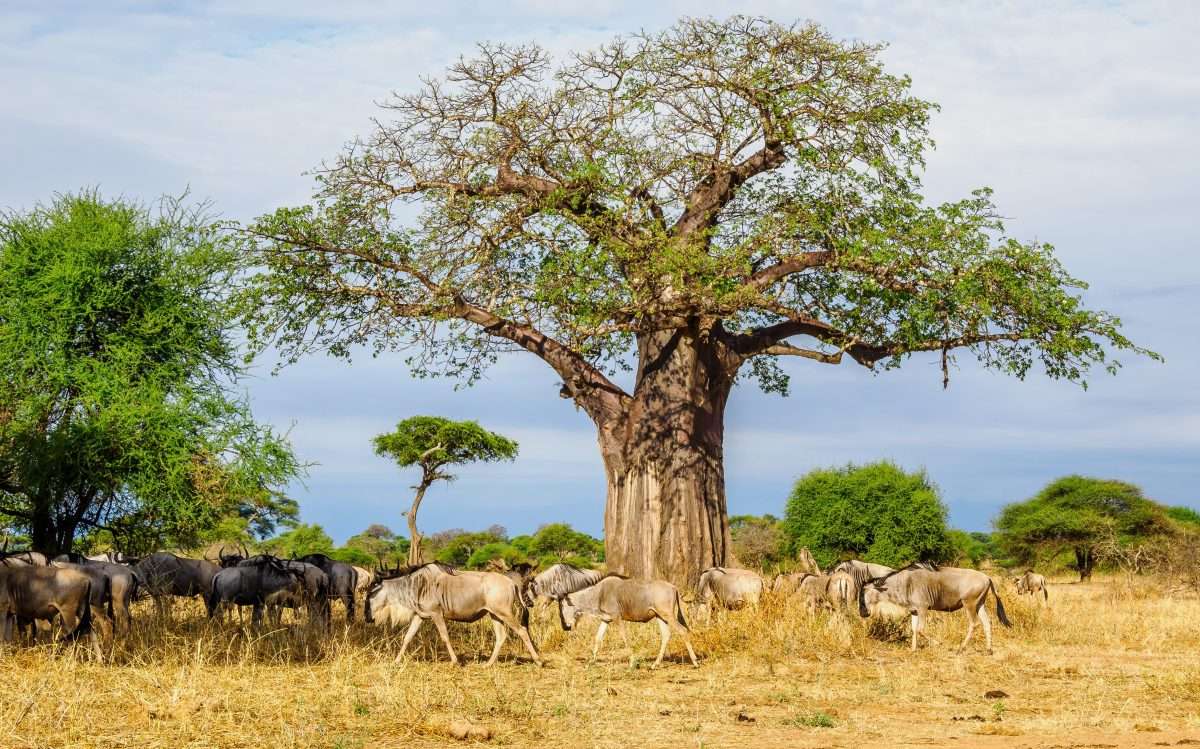 Tarangire National Park Book best Kenya safaris Tanzania safaris and Africa safari holidays with Africa Kenya Safaris 23 scaled