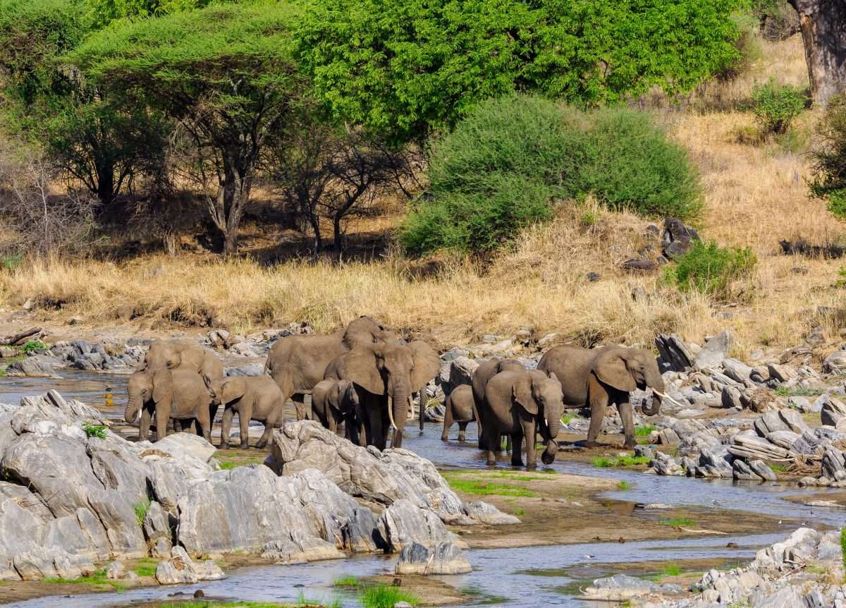 Tarangire National Park Book best Kenya safaris Tanzania safaris and Africa safari holidays with Africa Kenya Safaris 27 scaled