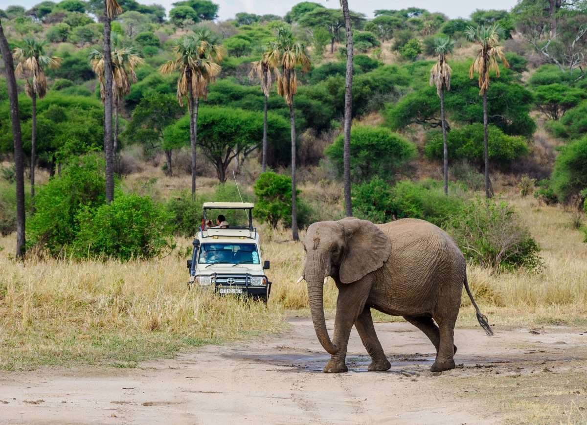 Tarangire National Park Book best Kenya safaris Tanzania safaris and Africa safari holidays with Africa Kenya Safaris 51 scaled