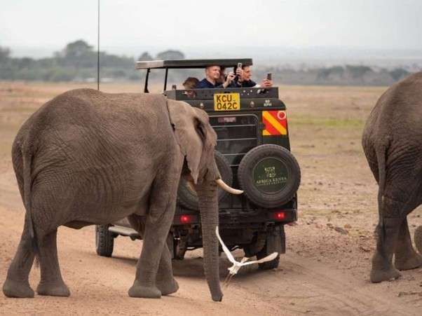 Africa Kenya Safaris safari tour to see elephants in Amboseli
