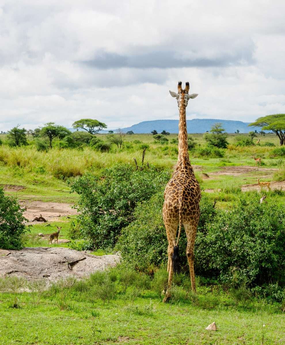 Serengeti National Park Tanzania - Book best Kenya safaris, Tanzania safaris and Africa safari holidays with Africa Kenya Safaris