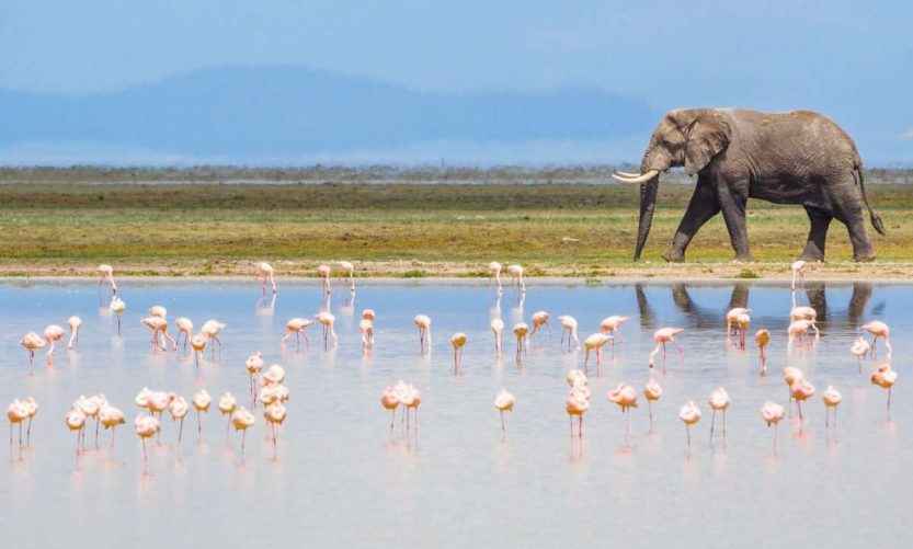 Amboseli National Park Kenya Safari Tour packages – Africa Kenya Safaris (105) Amboseli National Park Kenya Safari Tour packages - Africa Kenya Safaris (105)