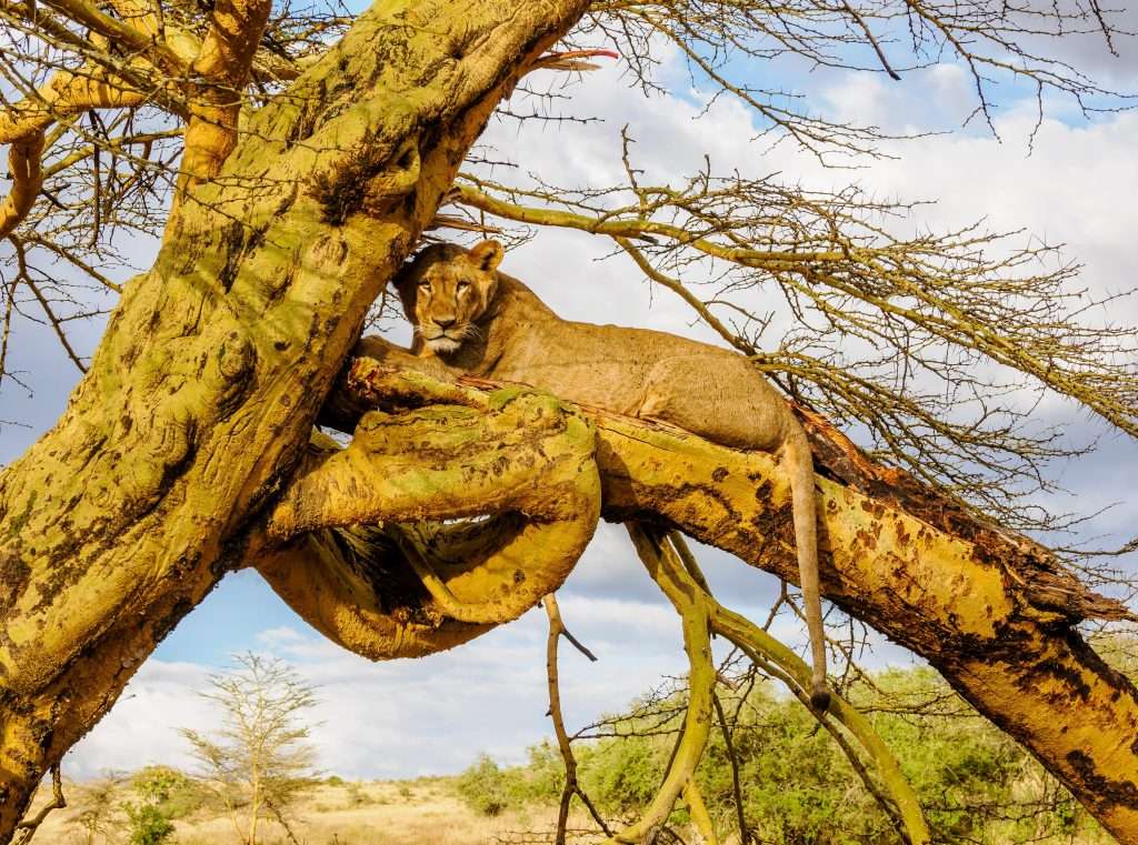 Kenya Big 5 wildlife safari tour packages with Africa Kenya Safaris