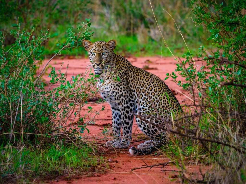Leopard at Tsavo West National Park Kenya safari tour packages - Africa Kenya Safaris