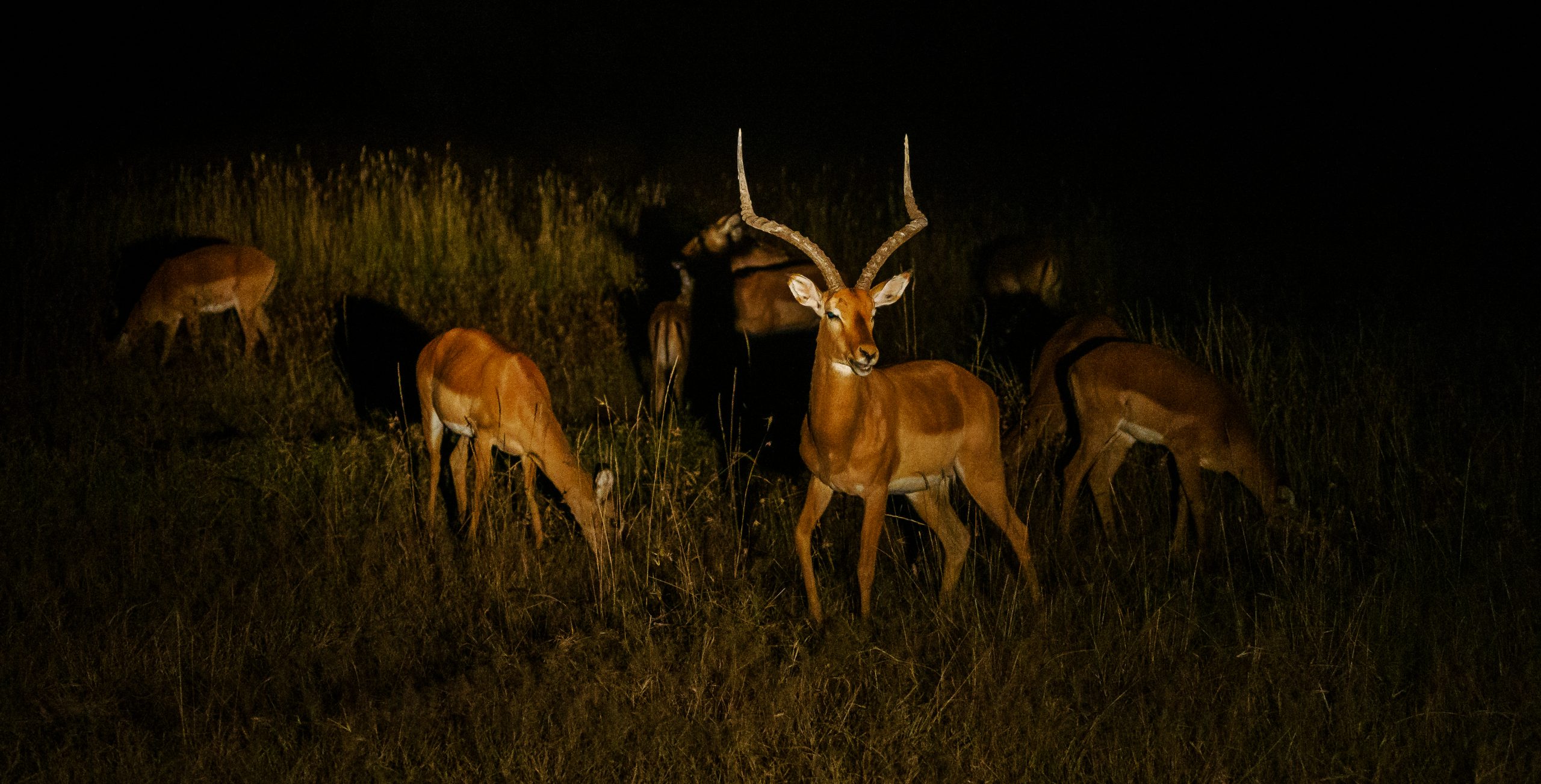 Night Game drives at Ol Pejeta Wildlife conservancy - book best Africa wildlife safari in Kenya with Africa Kenya Safaris (14)