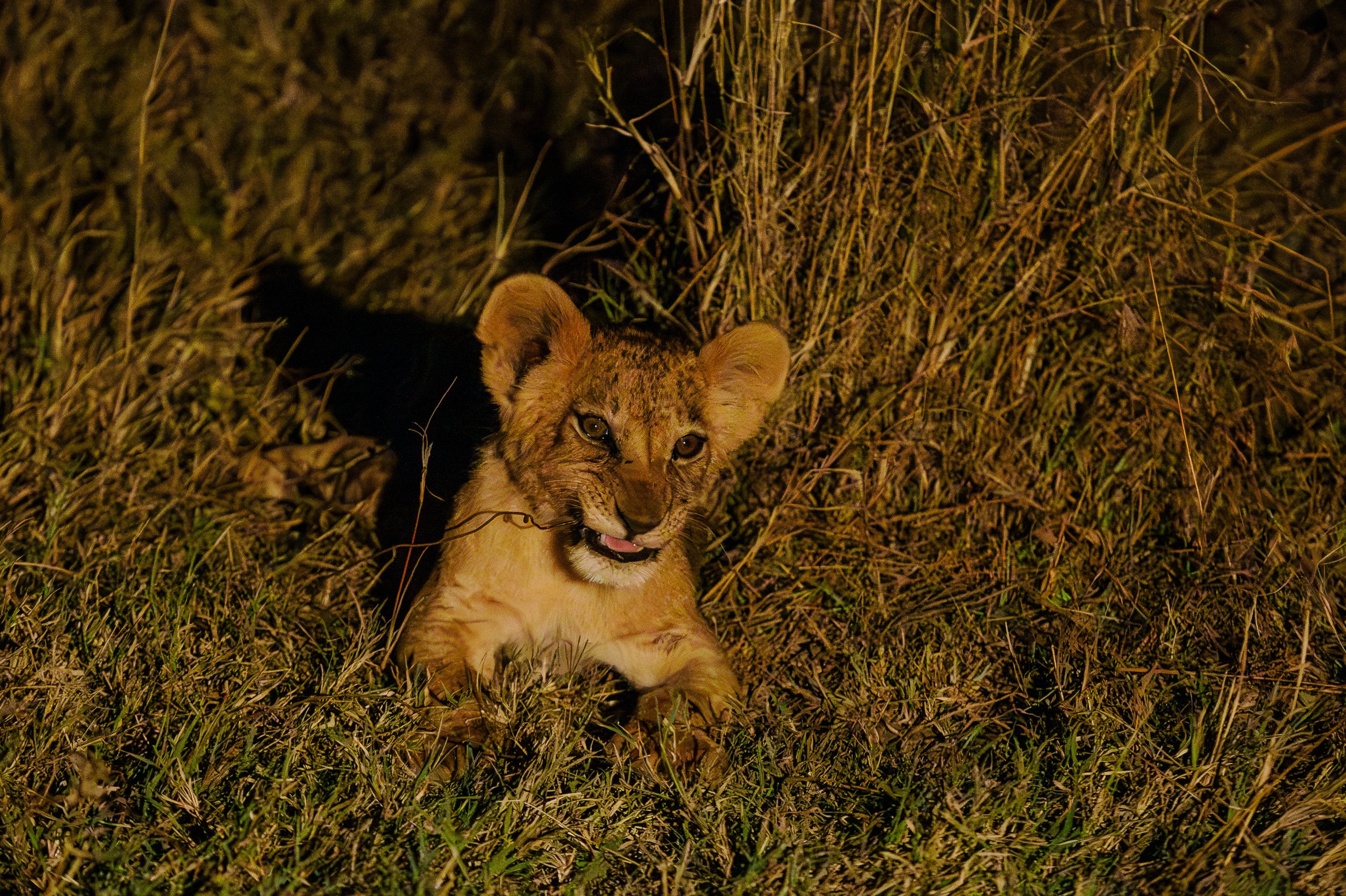 Night Game drives at Ol Pejeta Wildlife conservancy – book best Africa wildlife safari in Kenya with Africa Kenya Safaris (2) Night Game drives at Ol Pejeta Wildlife conservancy - book best Africa wildlife safari in Kenya with Africa Kenya Safaris (2)