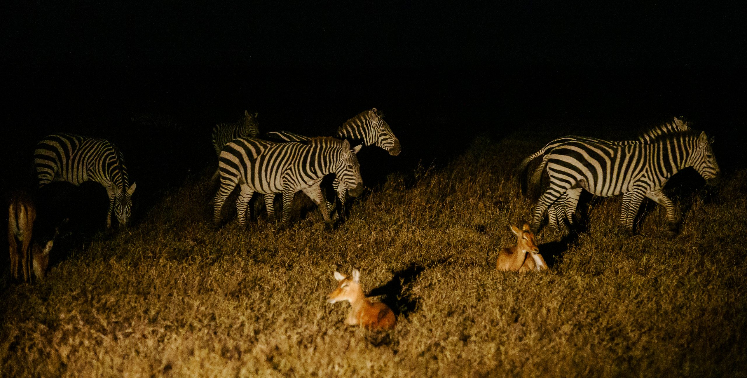 Night Game drives at Ol Pejeta Wildlife conservancy - book best Africa wildlife safari in Kenya with Africa Kenya Safaris (4)
