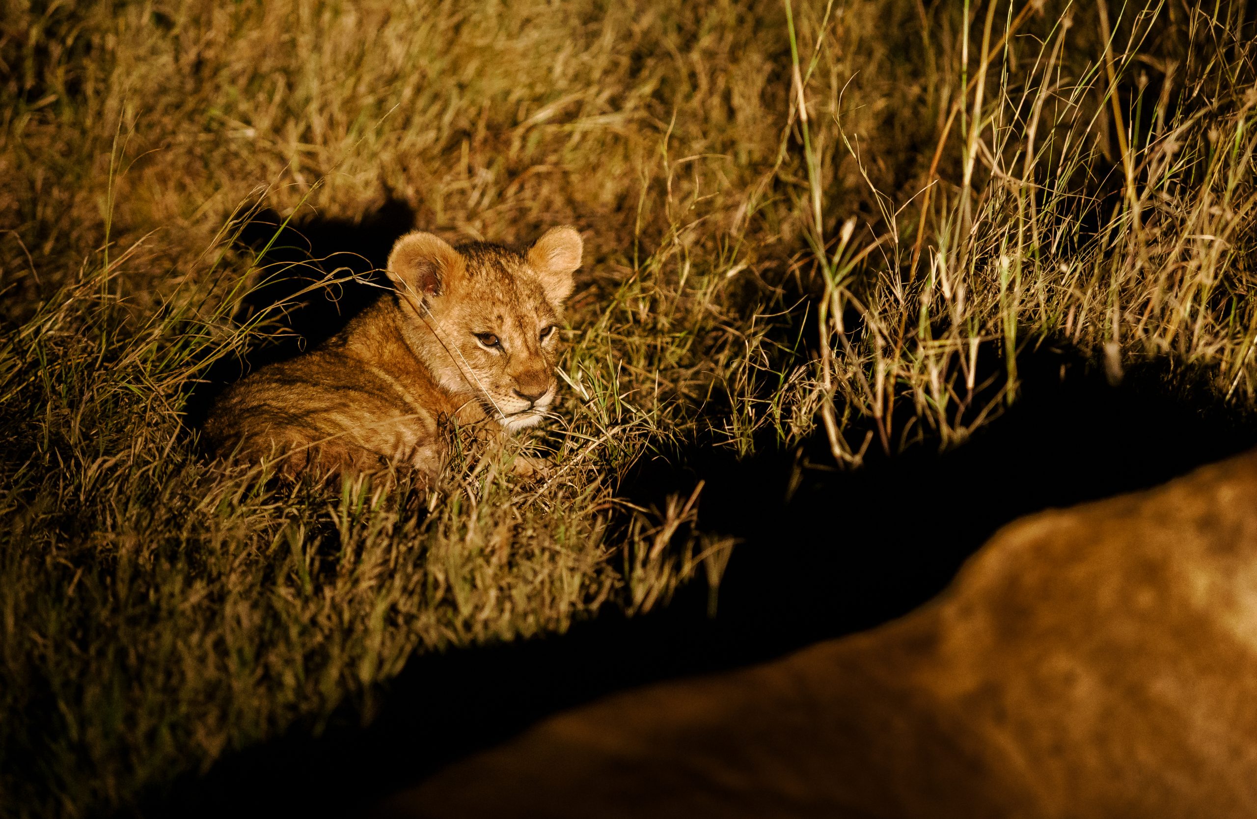 Night Game drives at Ol Pejeta Wildlife conservancy - book best Africa wildlife safari in Kenya with Africa Kenya Safaris (7)