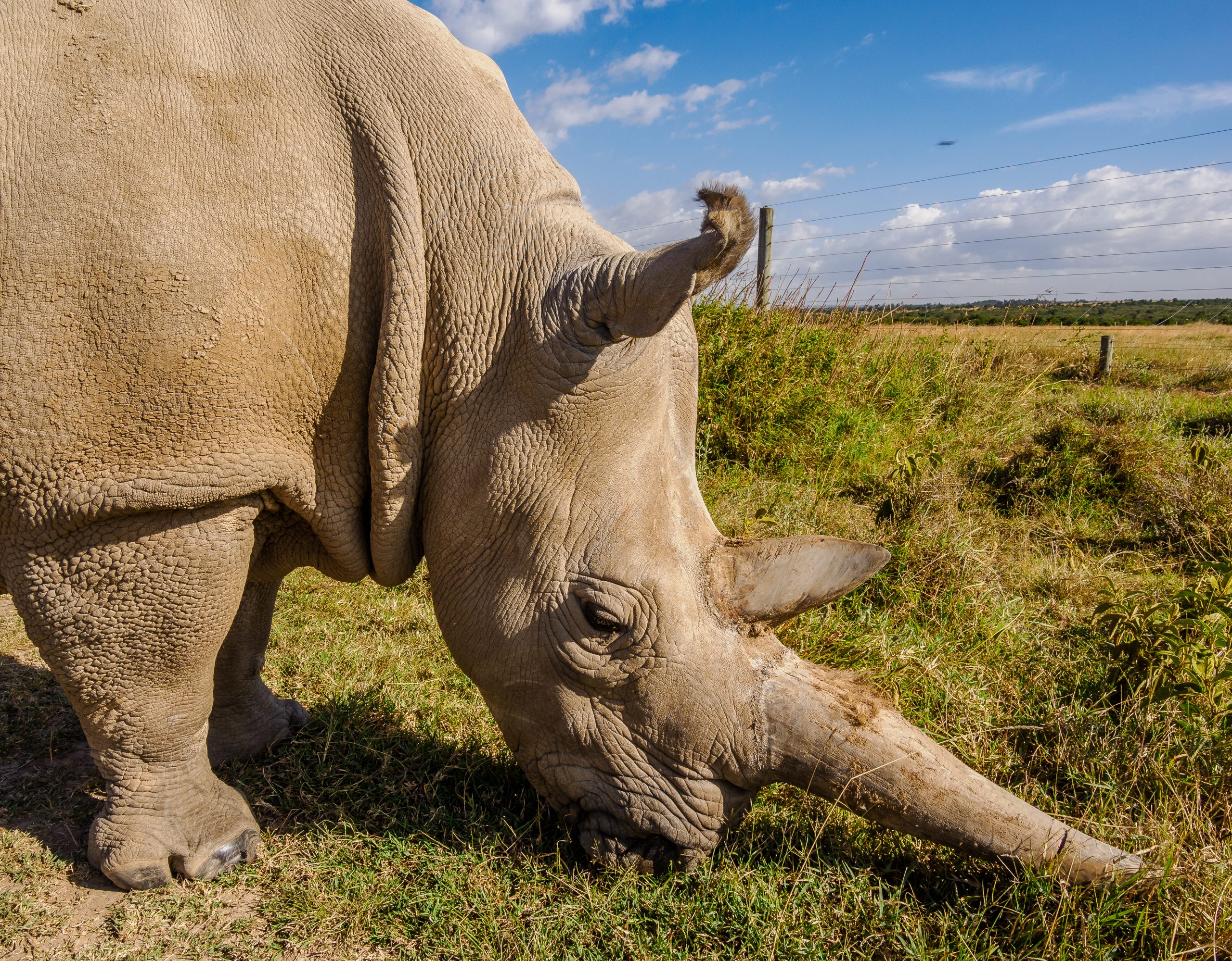 Rhino at Ol Pejeta Wildlife conservancy - book best Africa wildlife safari in Kenya