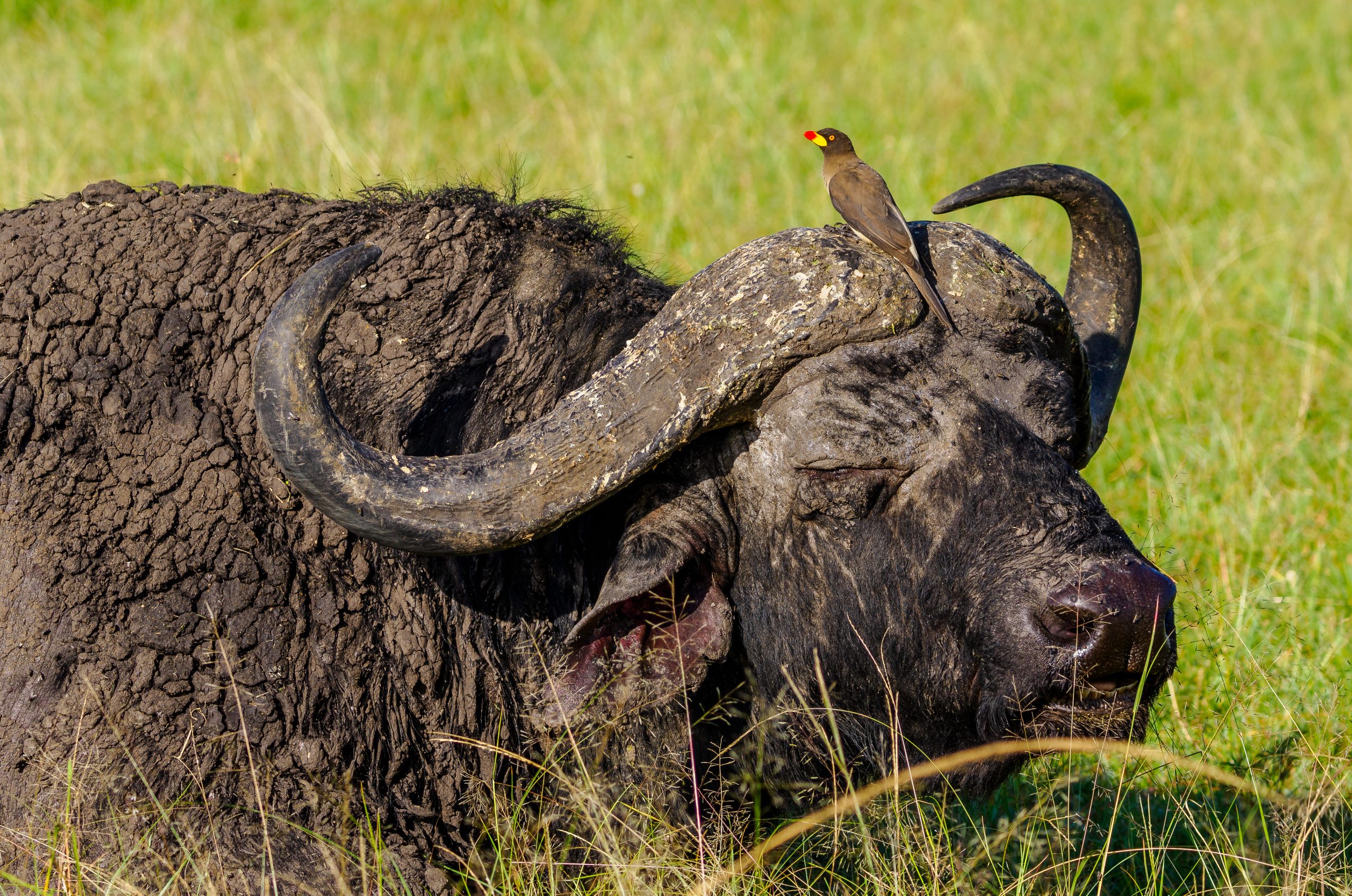 Buffalo at Masai Mara- book Kenya wildlife and wildebeest migration safari tour packages