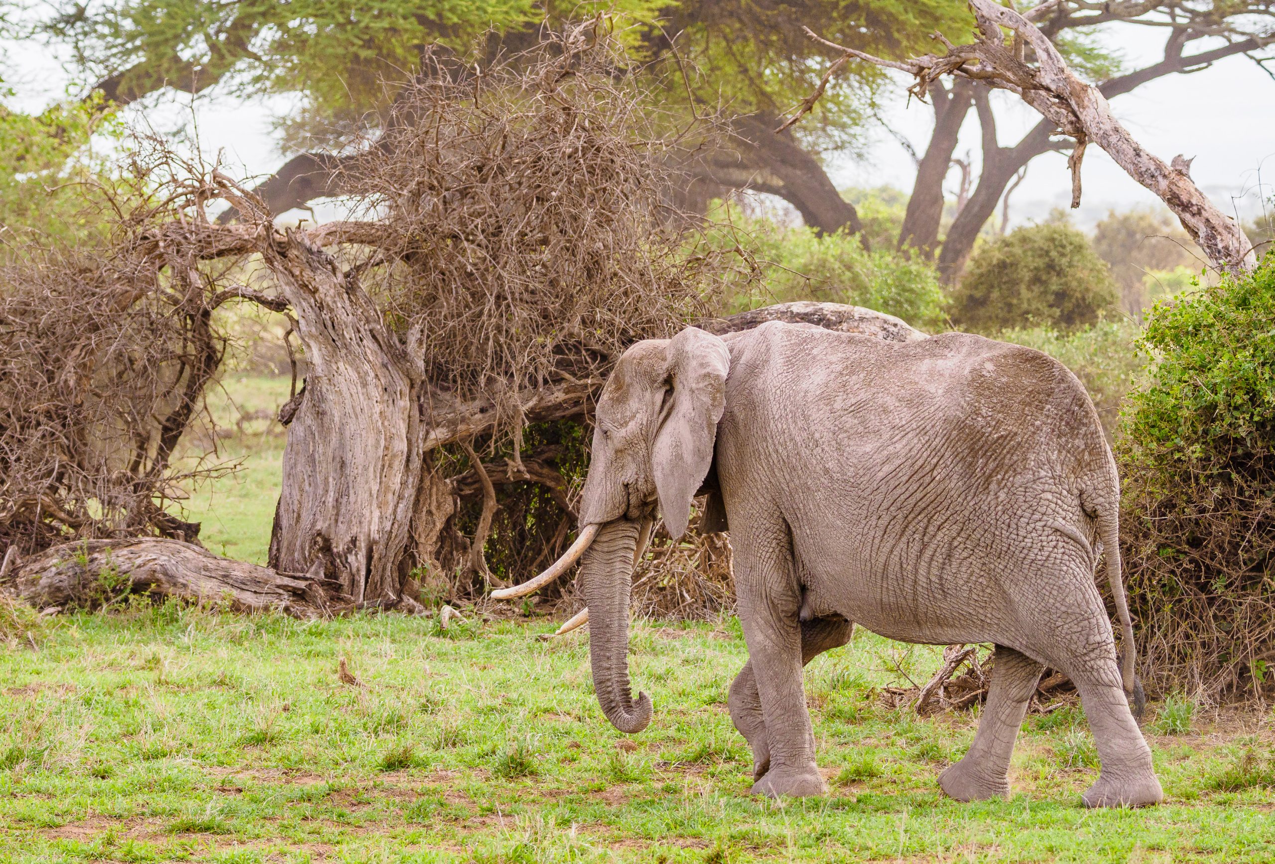 Elephants at Amboseli National Park Kenya safari tour packages – Africa Kenya Safaris Elephants at Amboseli National Park Kenya safari tour packages - Africa Kenya Safaris