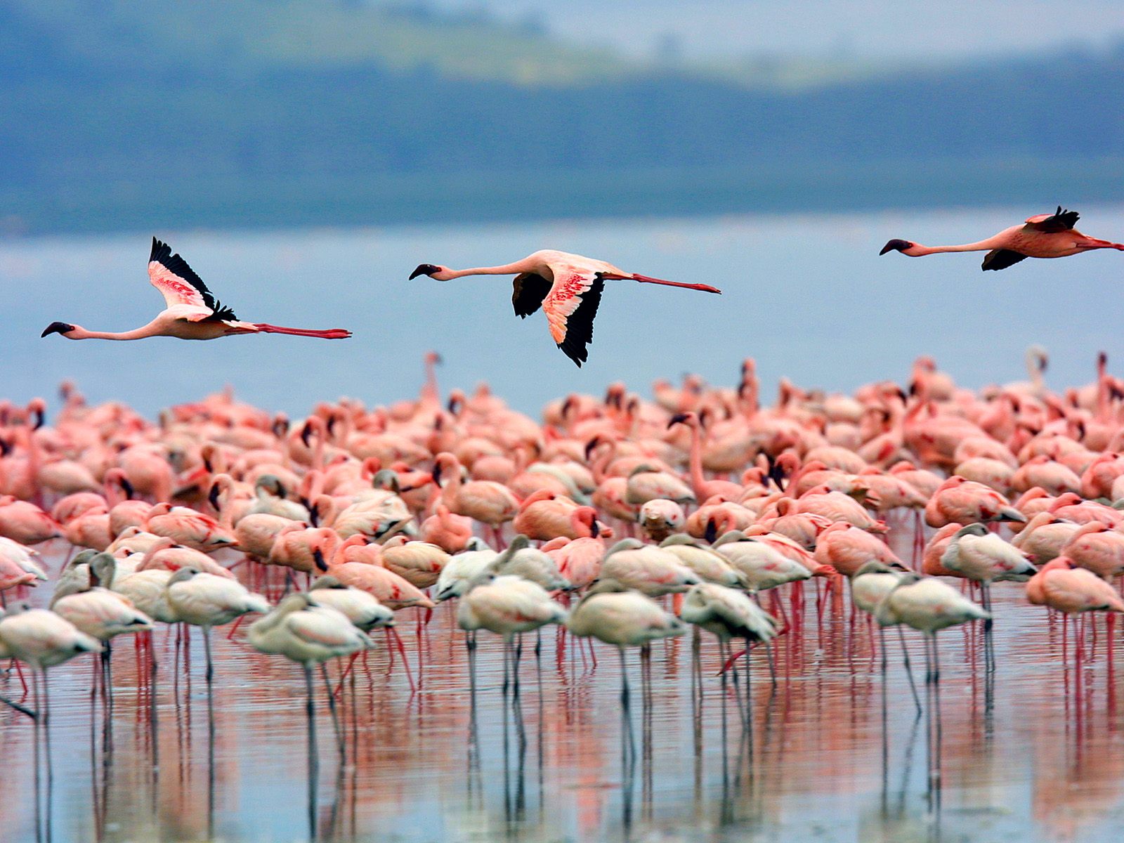 Flamingos at Lake Bogoria National Reserve in Kenya - Best bird watchin to destinations in Kenya - book with Africa Kenya Safaris