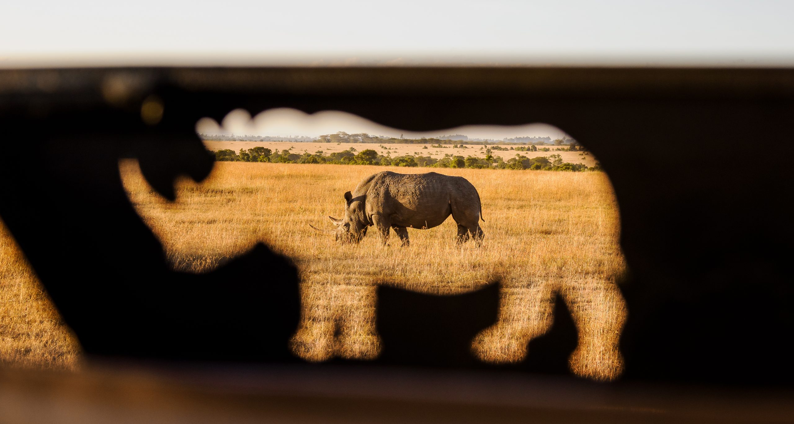 Rhinos at Ol Pejeta Wildlife conservancy in Kenya- book best Africa wildlife safari in Kenya and Tanzania with Africa Kenya Safaris Limited Rhinos at Ol Pejeta Wildlife conservancy in Kenya- book best Africa wildlife safari in Kenya and Tanzania with Africa Kenya Safaris Limited