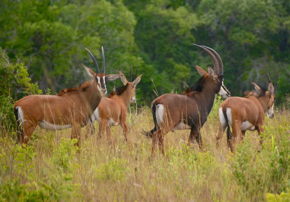 Shimba Hills National Reserve in Kenya - Africa Kenya Safaris