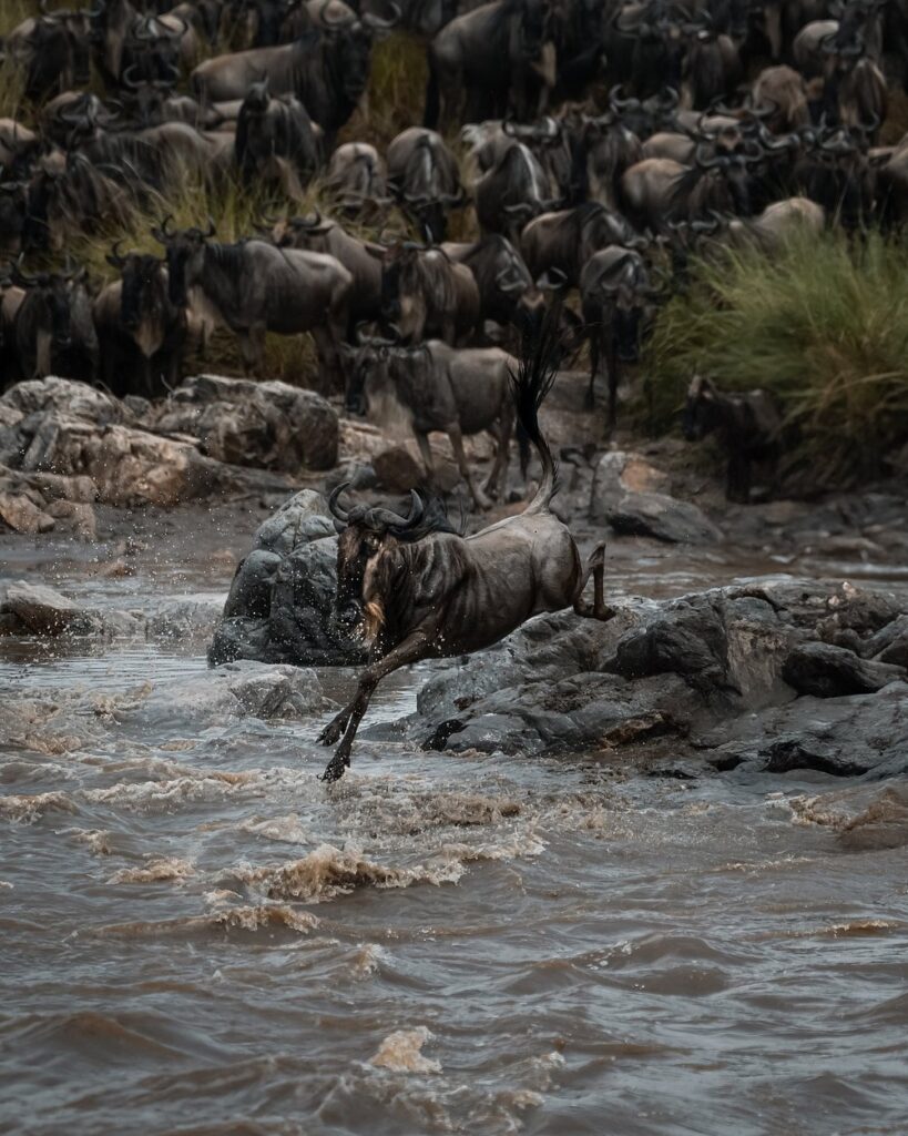The Great Migration Luxury Safari
