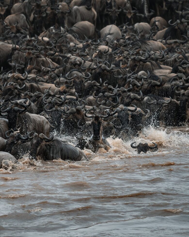 The Great Migration Luxury Safari