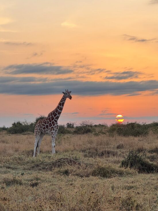 Kenya–Tanzania Luxury Safaris