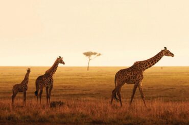 Luxury Safaris
