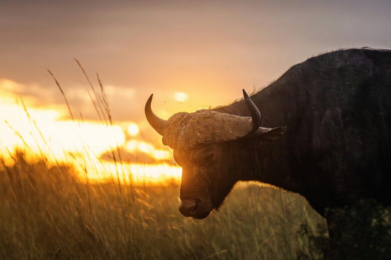 Kenya–Tanzania Luxury Safaris